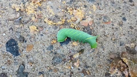 Hawkmoth Caterpillar