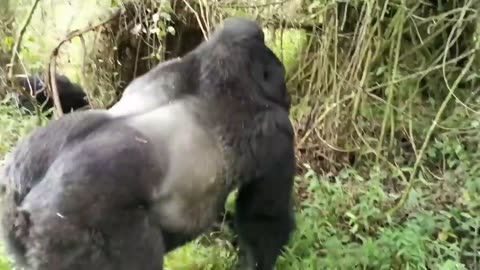 Wild life angry with man