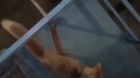 🦊😨 Zorro rabioso muere tras atacar a una mujer