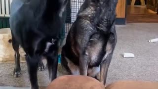 😂🤝 You Won't Believe This Teamwork Fail! | FunFM