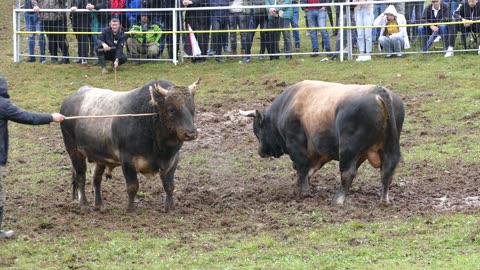 Kobra od Bajrića vs Zećo od Ladana Dar Mar 2025
