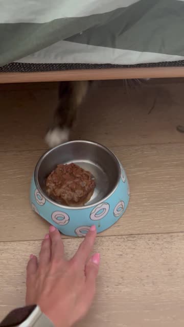 How My Cat Has Been Eating His Dinner for 9 Years
