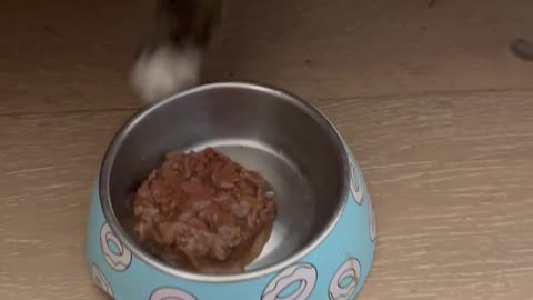 How My Cat Has Been Eating His Dinner for 9 Years