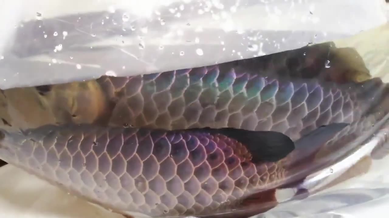 【龍爵士】極上藍底