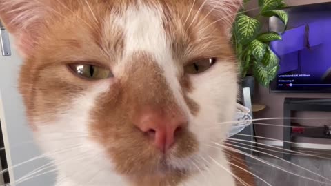 Cat Drinks Water Dripped From Straw