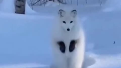 Wild artic fox caught on camera mousing (hunting technique, listening under snow)