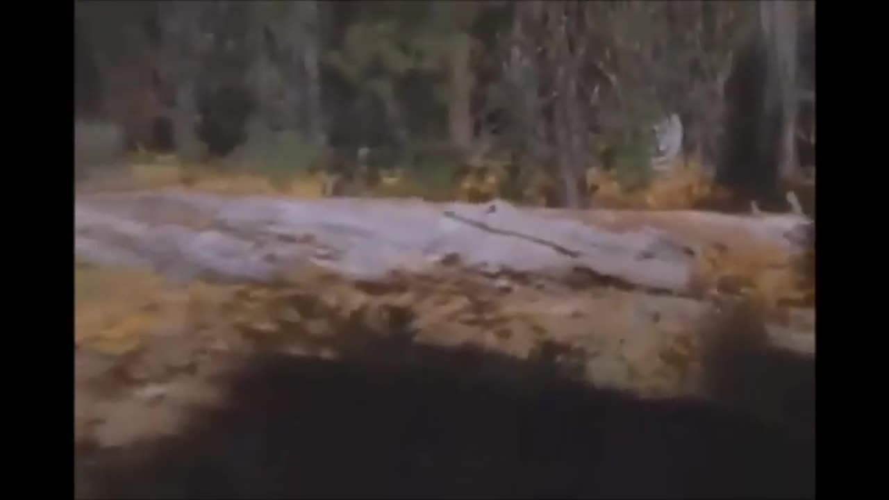 Ginger Bigfoot caught on video In California