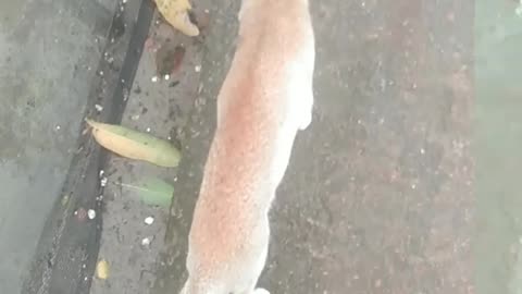Village cat is real funny runn