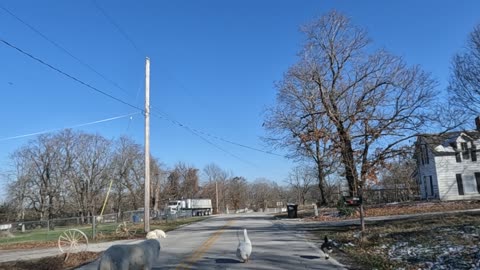 Why did the goose, duck and chickens cross the road?