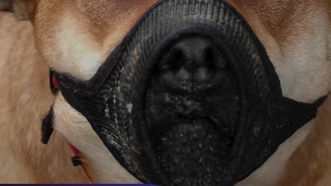 Curso Detentores De Cães Perigosos Ou Potencialmente Perigosos