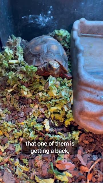 Tortoises Love Shell Scratches!