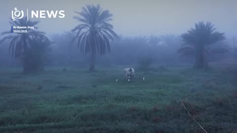 Dense fog blankets central Iraq
