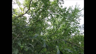 Trust In A Crab Apple Crab Apple Tree Sept 2024