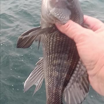 Black Sea bass