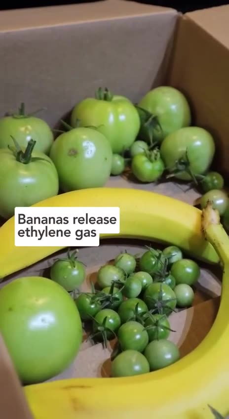 Green tomatoes to ripen! 🍅