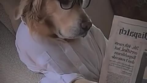 Pets That Will Make You Laugh 😂🐶 #Shorts