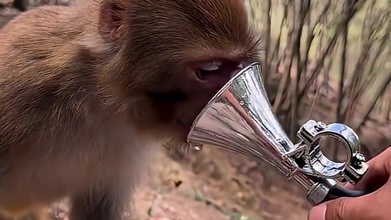 The Monkey 🐒 Got Afraid 🤭🤣🤣🤣