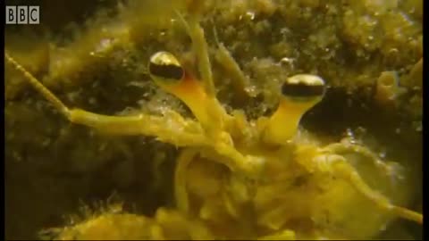 ‎Teaching Cheetah Cubs to Play & Hunt | Cheetahs | BBC Earth