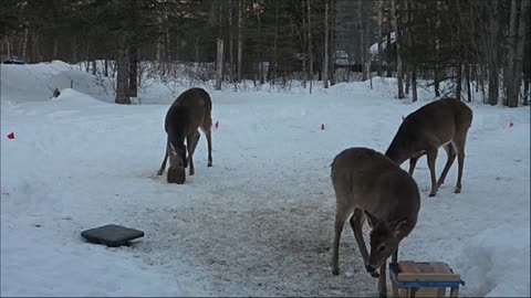 #LIVE - LADYDRAGON= MORNING MARCH 12 WITH MY #DEER