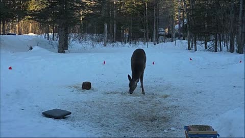 #LIVE - LADYDRAGON= MORNING MARCH 12 WITH MY #DEER