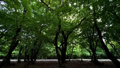 Cooking Meat on a Gyroscope Grill in Wilderness - No Gravity, No Kitchen