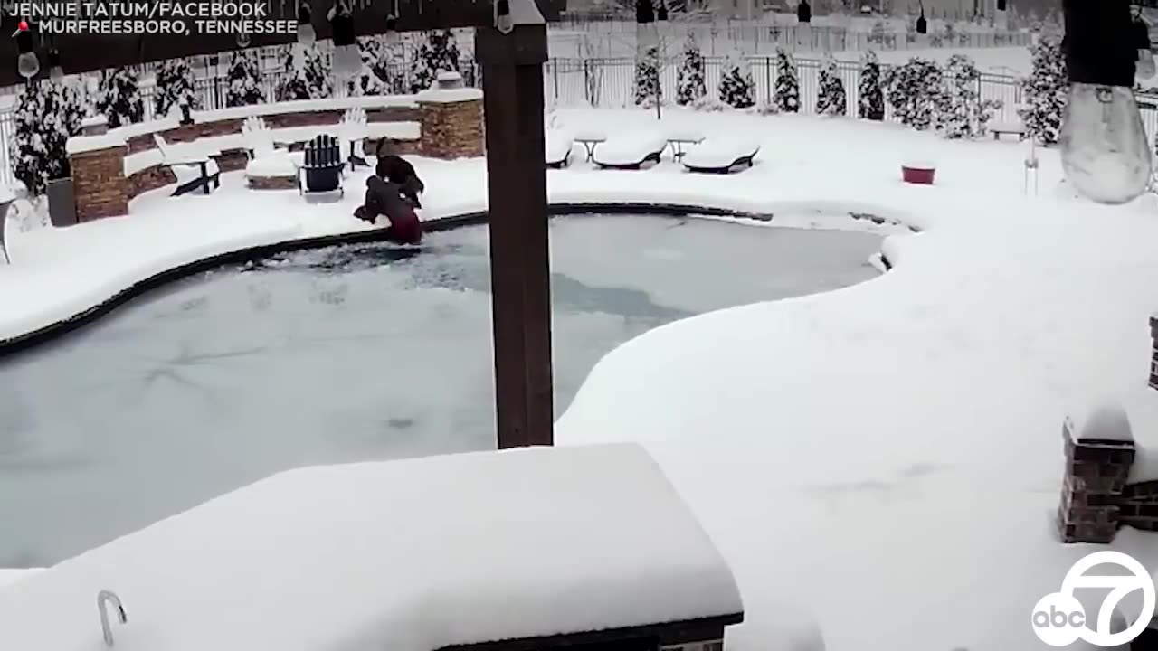 Tennessee woman jumps into frozen swimming pool to rescue dog | ABC7