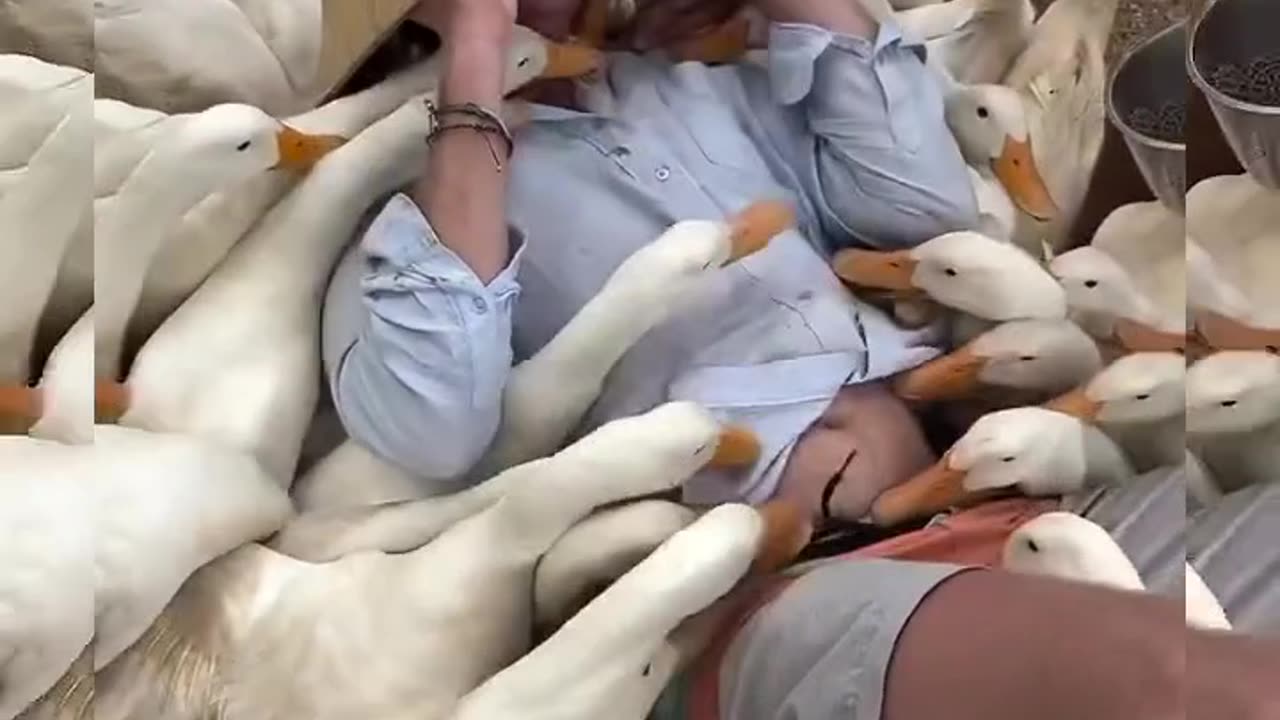 While messing around with food on a friend's body, hundreds of ducks swarmed #shorts #viral