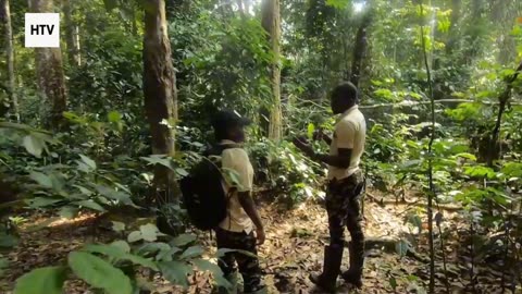 Elephant & African Wildlife #1 – Majestic Giants of Gabon