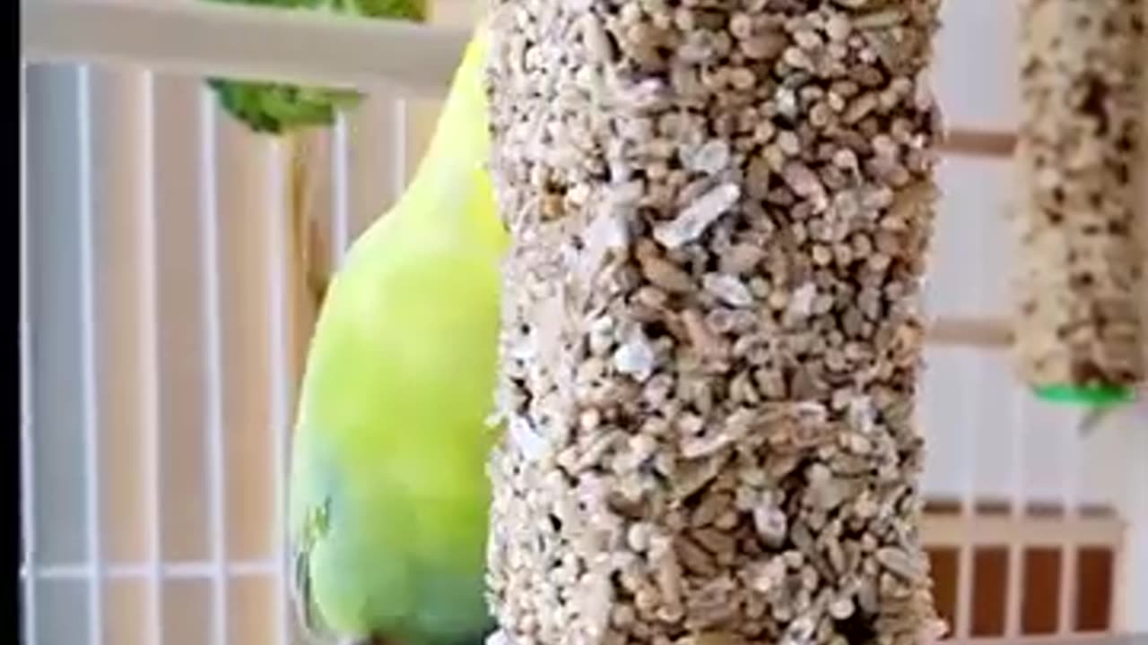 Budgies+FOOD.+What+my+budgies