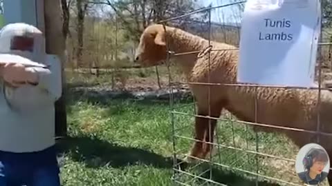 crying-babies-with-animals-moments-2---funny-baby-videos--just-funniest---baby-and-animal