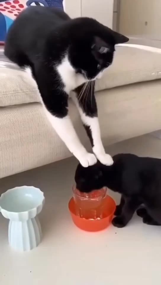 Cute Cats being Funny
