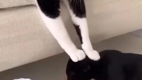 Cute Cats being Funny