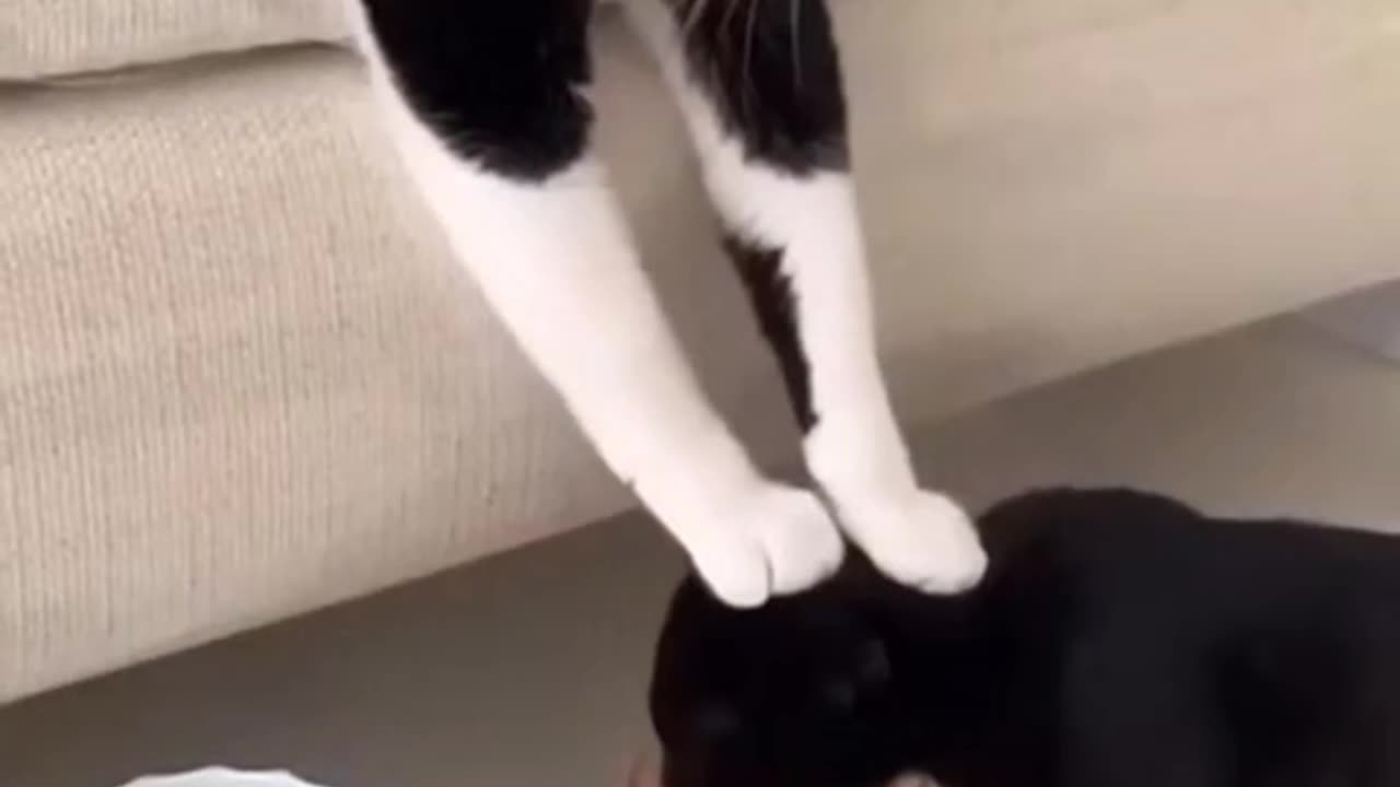 Cute Cats being Funny