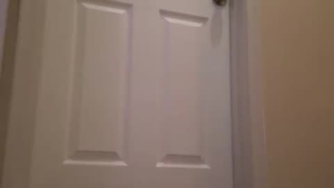 The Things Cats Do When We're Not Looking