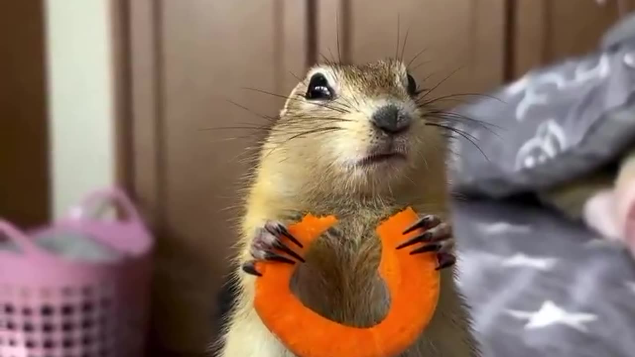 Do you eat carrots? 🥕🐿️☺️