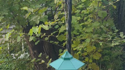 Tiny Guests, Big Appetites! 🐦❤️