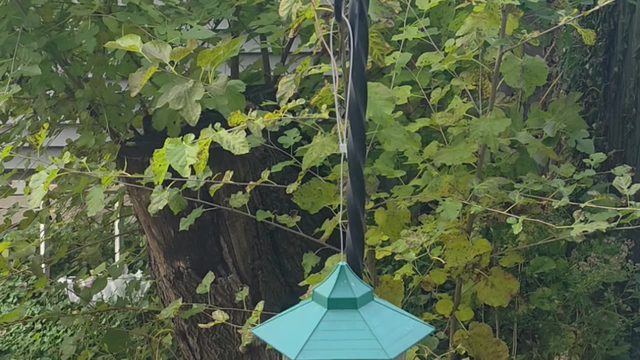 Tiny Guests, Big Appetites! 🐦❤️