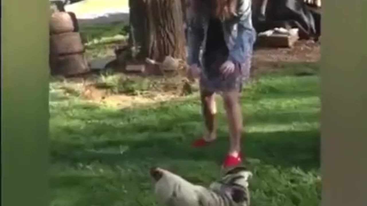 Mad chicken