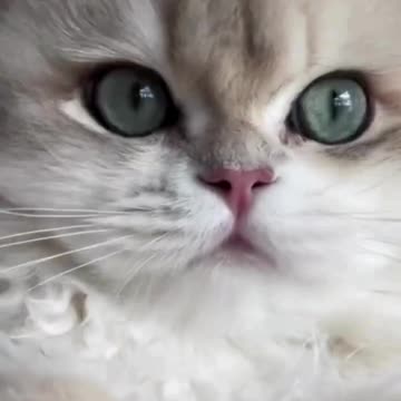cute cat || dua