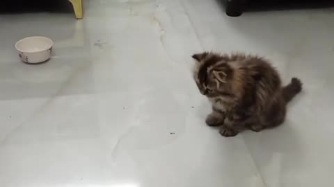 Persian cat playtime fun #pet adventure MeoWnMore