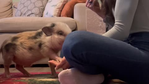 Mini Pig Loves to Give Kisses