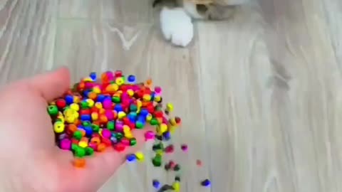 Cat Barsik Beads 🌈🌳 Satisfying Reverse Video
