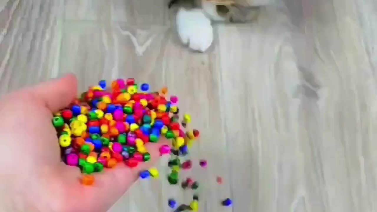 Cat Barsik Beads 🌈🌳 Satisfying Reverse Video
