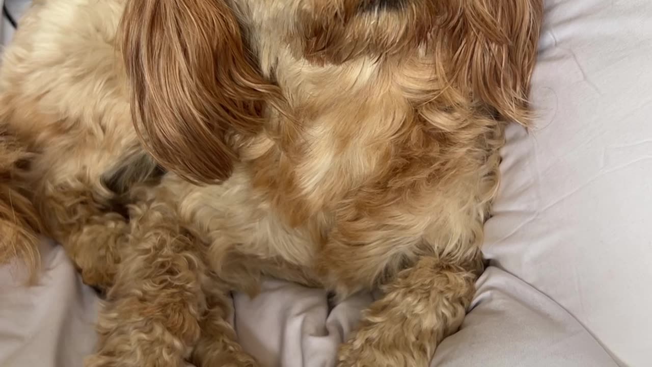 Lick Your Lips if You Were a Human