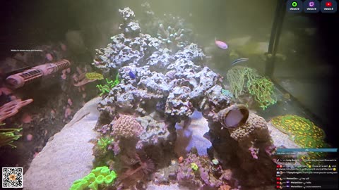 24/7 Real Live Reef Stream