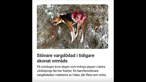 Ulven er Bange for mennesker #1