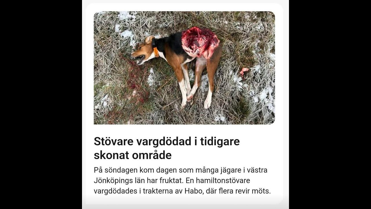 Ulven er Bange for mennesker #1