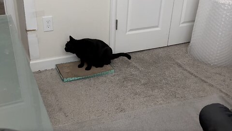 Cute Precious Piper is Busy Today - My Adopted Shelter Cat Vlog