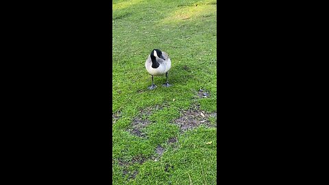 Canada Goose 🪿 #canadagoose #followme #shorts #viral #trending