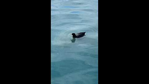Coots #coot #swimming #followme #shorts #viral #trending